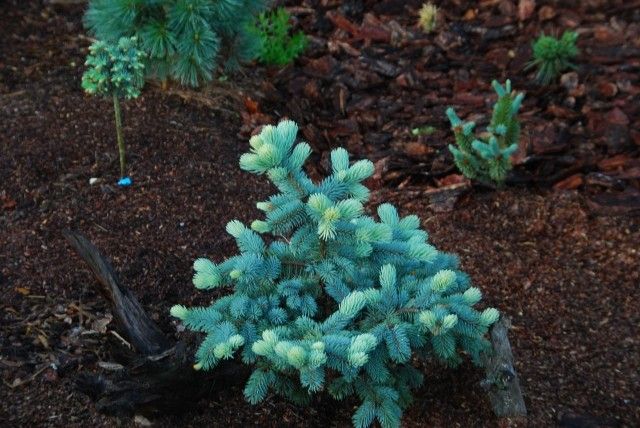 Picea pungens Albospica