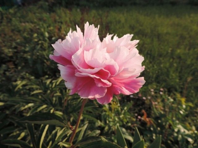 Пион Черная гортензия 8415  3