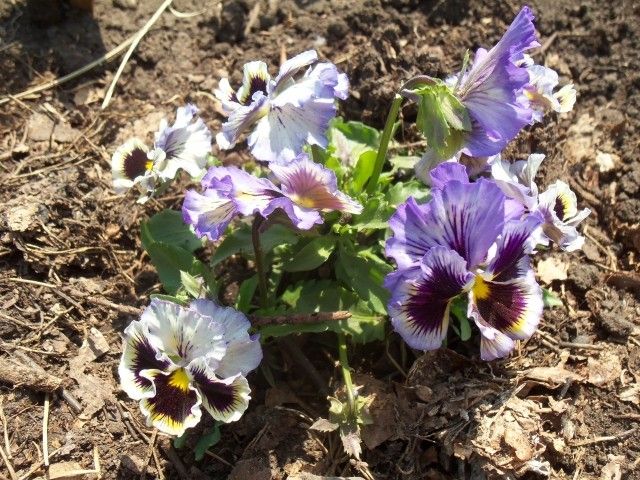 Изображение 003