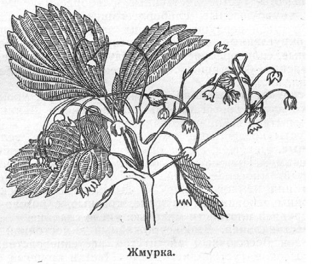 1311234720 zhmurka 2