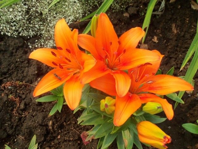 Изображение 010