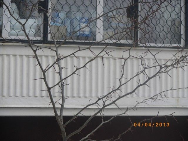 IMGP5168