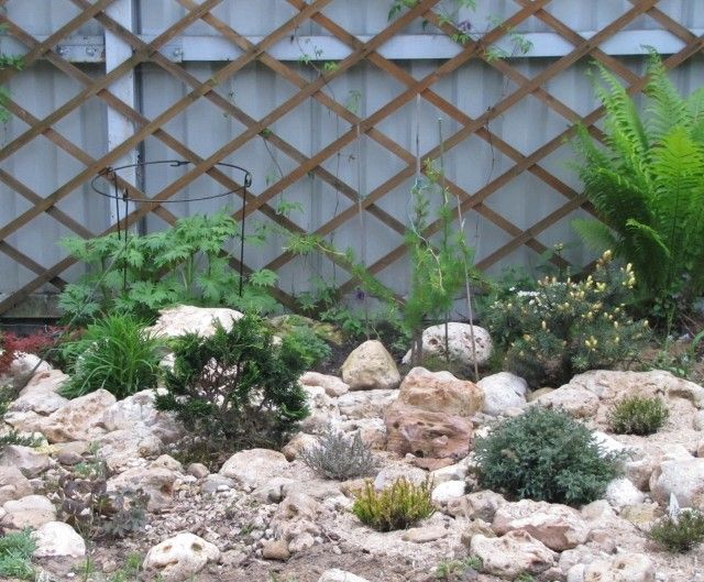 хвойнятник 4  кон  мая