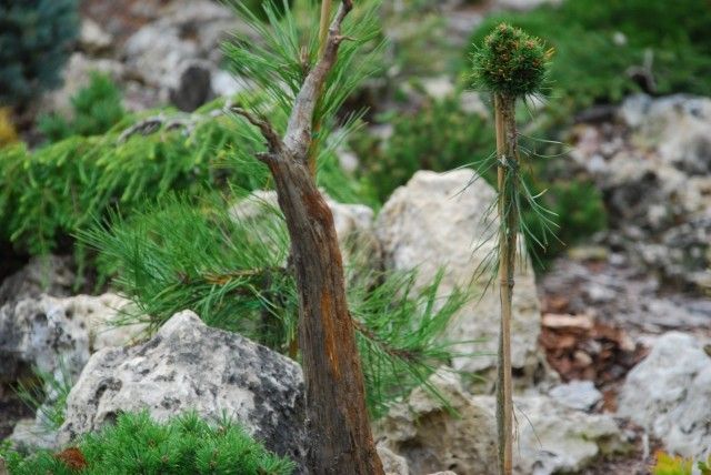 Picea omorika Stodel 2011 год