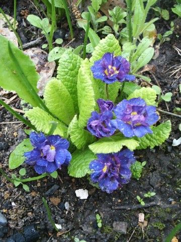 примула махровая фиолетовая