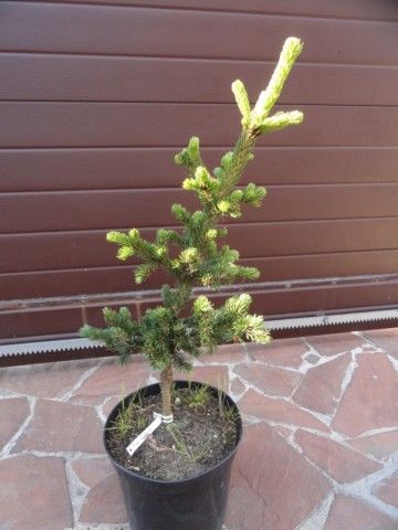 Ломбард ЛакиСтрайк