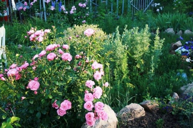 Mein schöner Garten куст