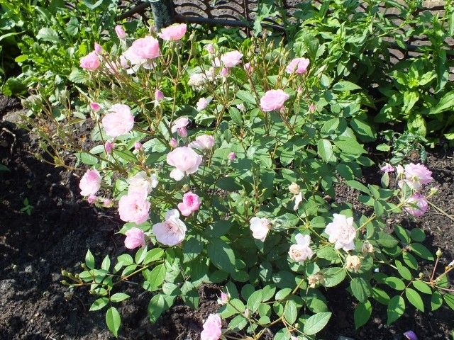 Mozarts Lady  3
