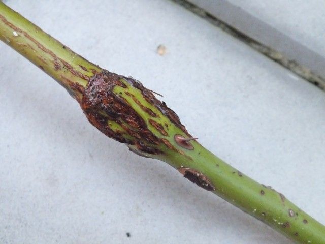 DSCF2162