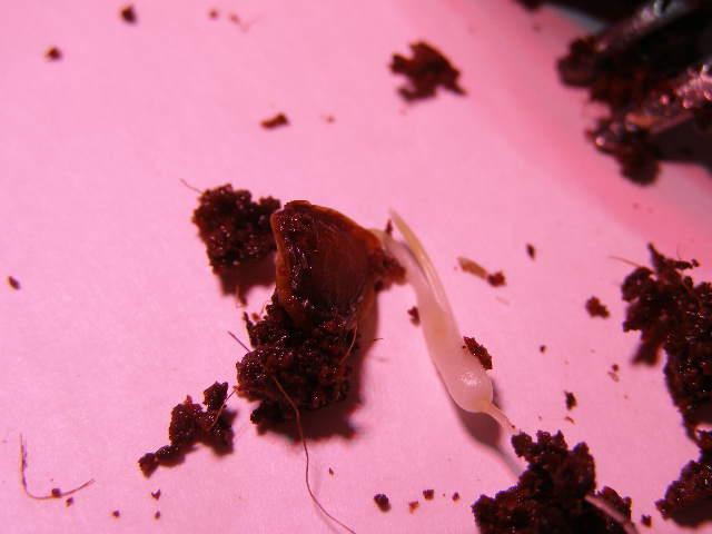 P2065297