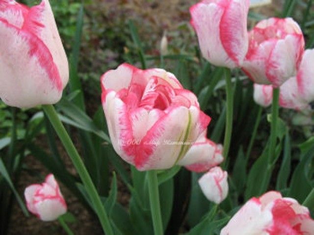 tulip Lady Montgomery 13