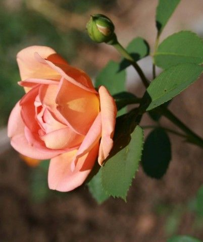 Lady of Shalott1