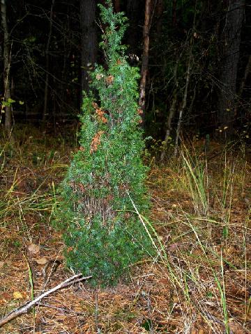 Juniperus communis