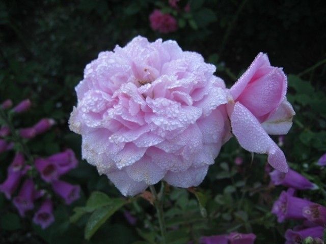 The Mayflowers  3