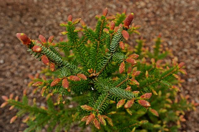 Picea omorika Roter Austrieb  2