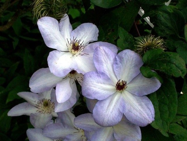 clematis x ivan olsson