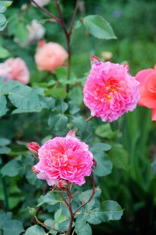 IMG 4661