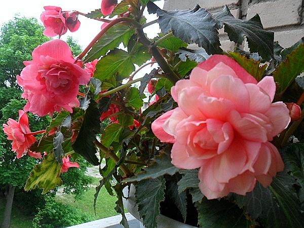 Клубневые бегонии  Odorata Pink Delight