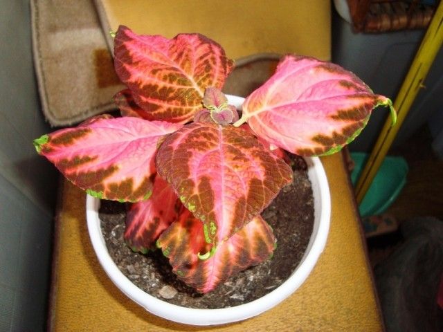 DSC04560