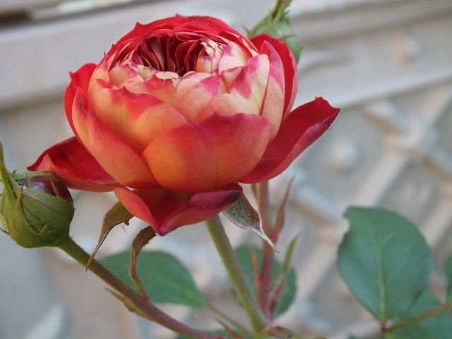 Baby Romantica   3