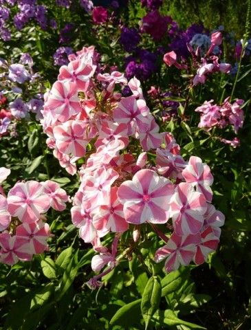 0 729e0 b309214e  3 XL