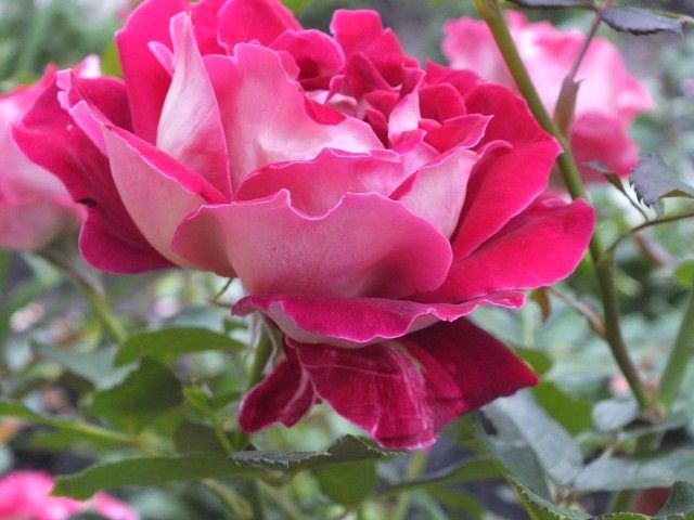 DSCF0856