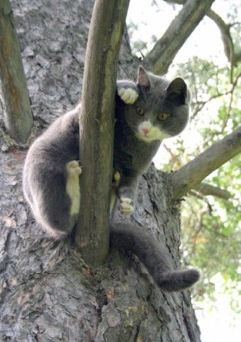 кот1