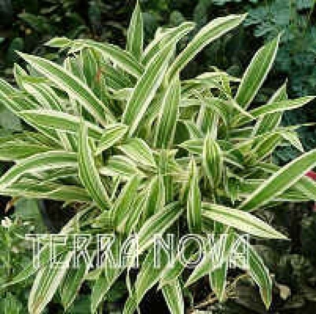 Carex 20ciliatomarginata 20 Treasure 20Island 2