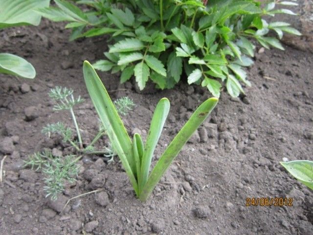 нарцис опомнился