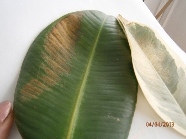 P4040025