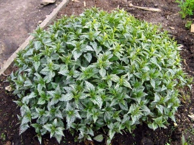 зеленчук  Herrmann s Proud