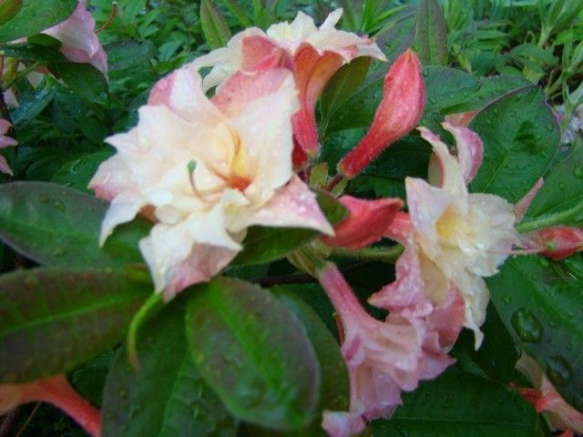 DSC02890