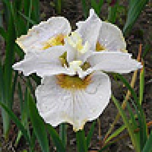 sibirskiy iris Book Of Secrets2 2