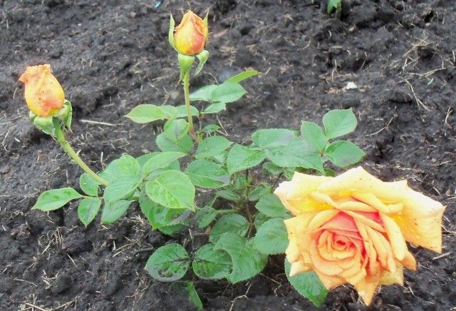 Изображение 076