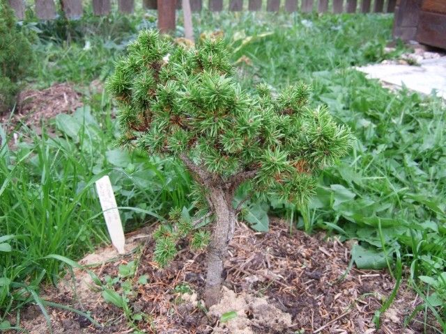 27 09 2012 Pinus banksiana Schneverdingen