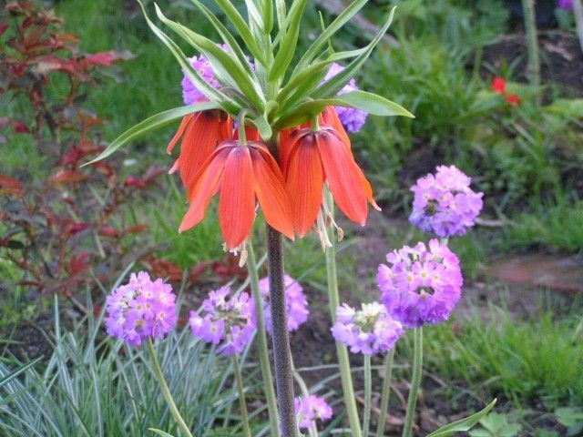 императорский рябчик и дельтики 2