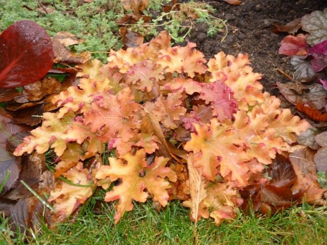 №21 Мармелад 28 10 11