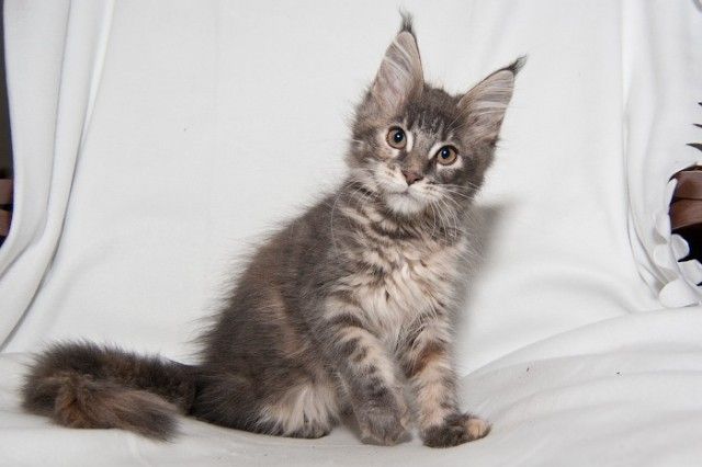 isabeau 3m 7776