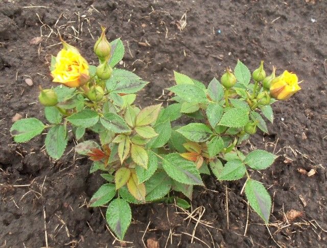 Эприкот Клементина