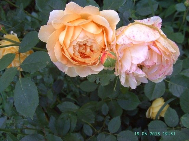 PICT0253