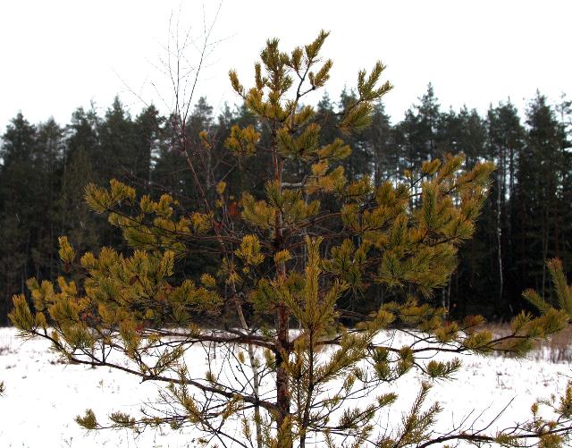 y1 pinus