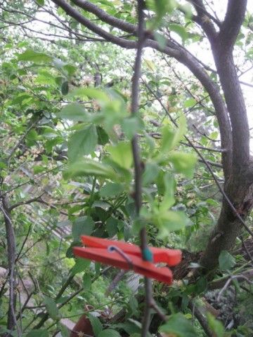 Прививка алычы от Танюхи