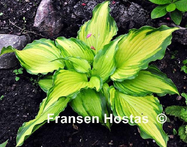 Hosta Princess Amalia