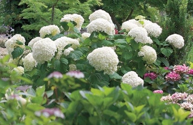 Инкредибол Hydrangea arborescens Incrediball