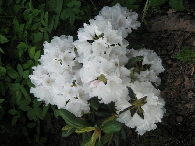 родод Falling Snow