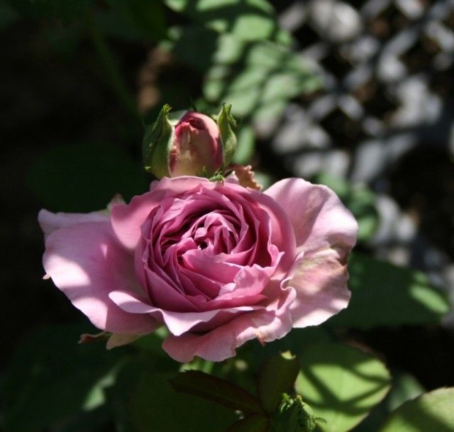 Lavender Ice 2