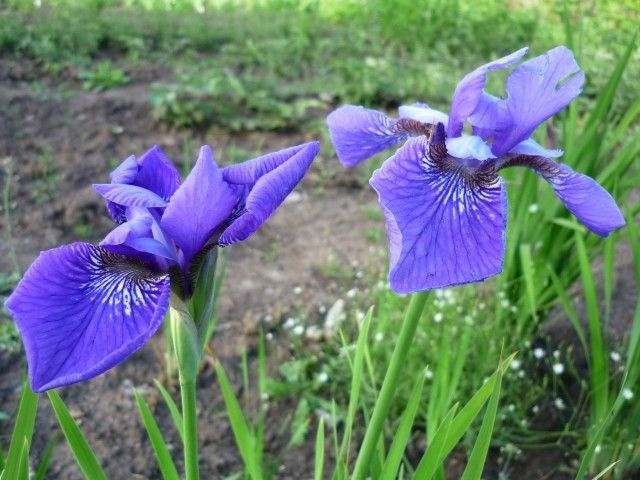 P1040399   копия Фосфер Фляме