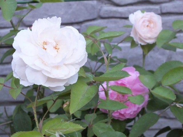 DSCF1715