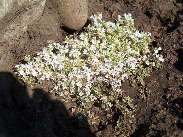 Изображение 054