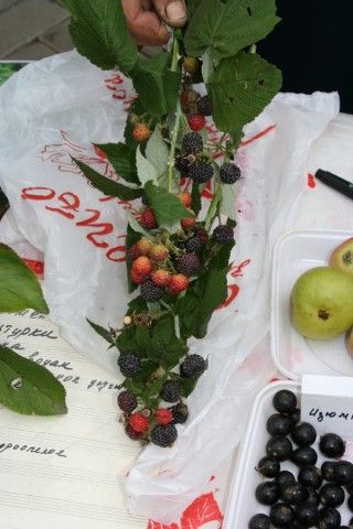 Евдокимова кумберленд